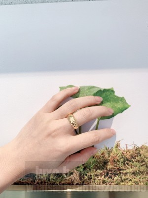 Bottega Veneta Ring 010